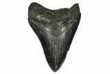 Serrated, Fossil Megalodon Tooth #125339-1